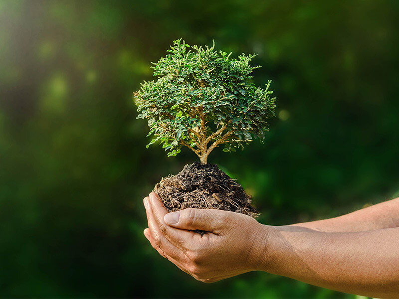 YPE se compromete con el medio ambiente
